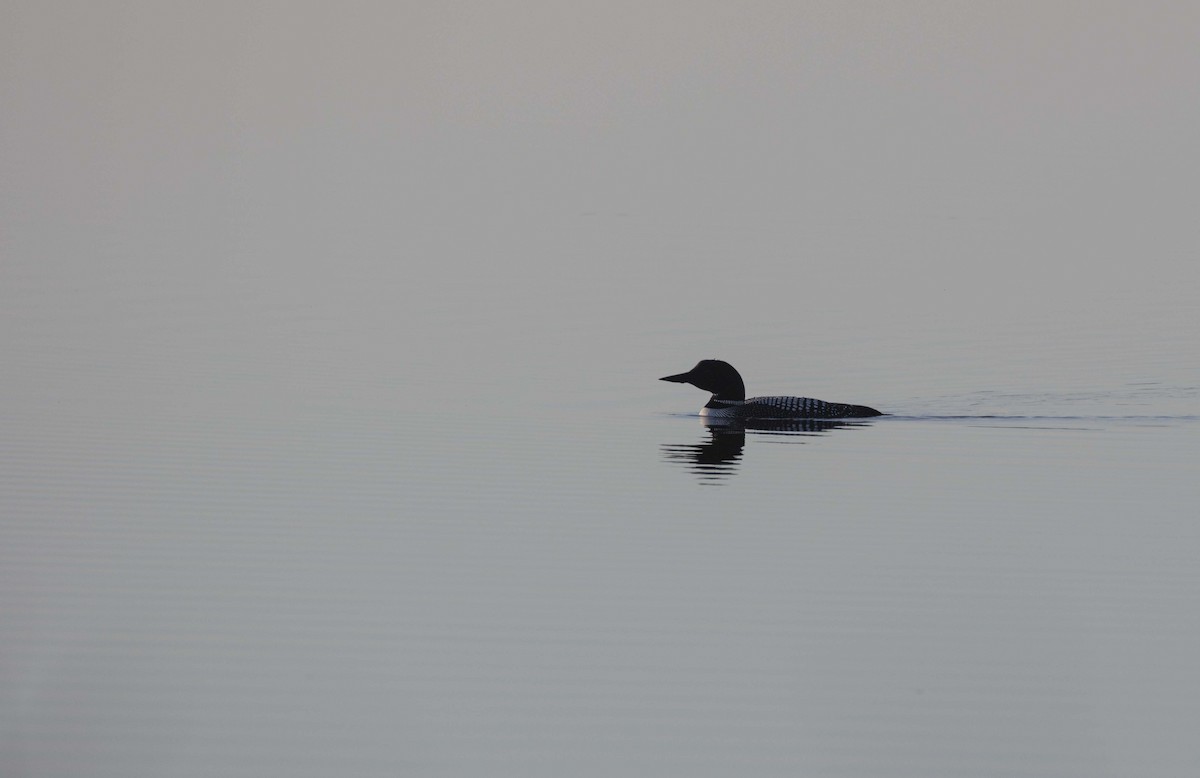 Common Loon - Ed kendall