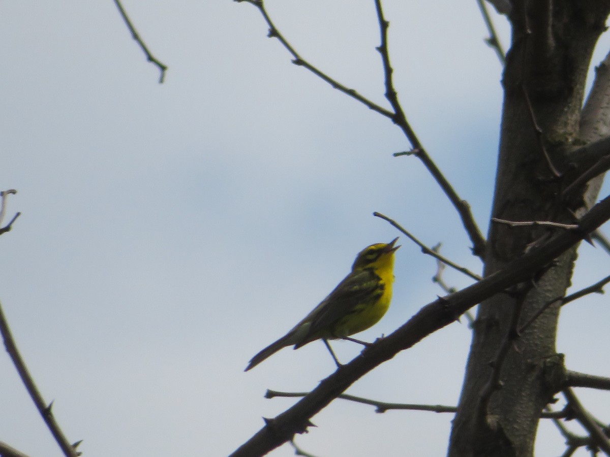 Prairie Warbler - ML229783141