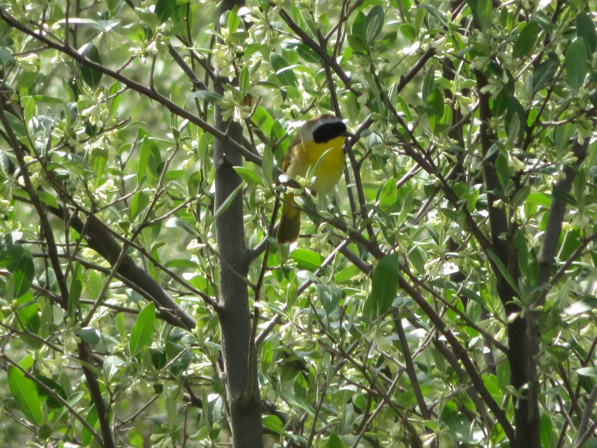 Common Yellowthroat - ML229783171