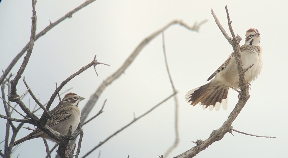 Lark Sparrow - Stephen Heinrich