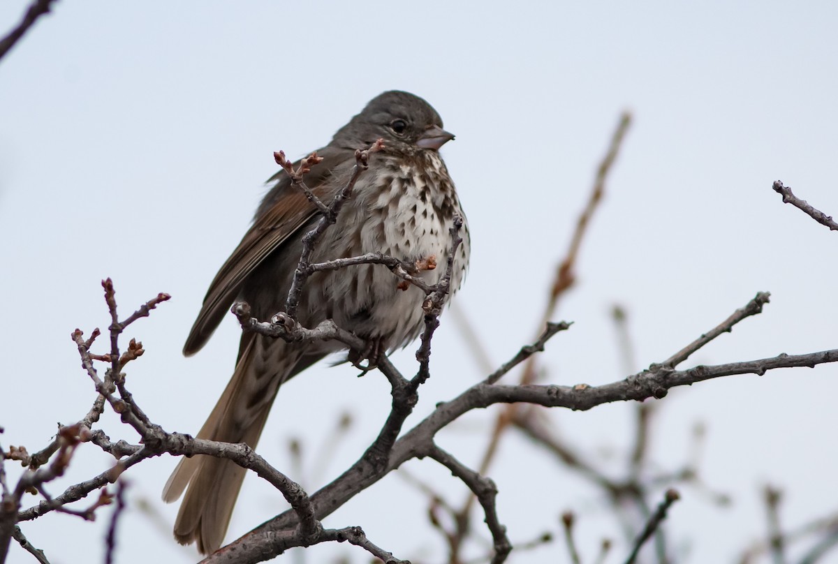 Fox Sparrow (Slate-colored) - ML229783901
