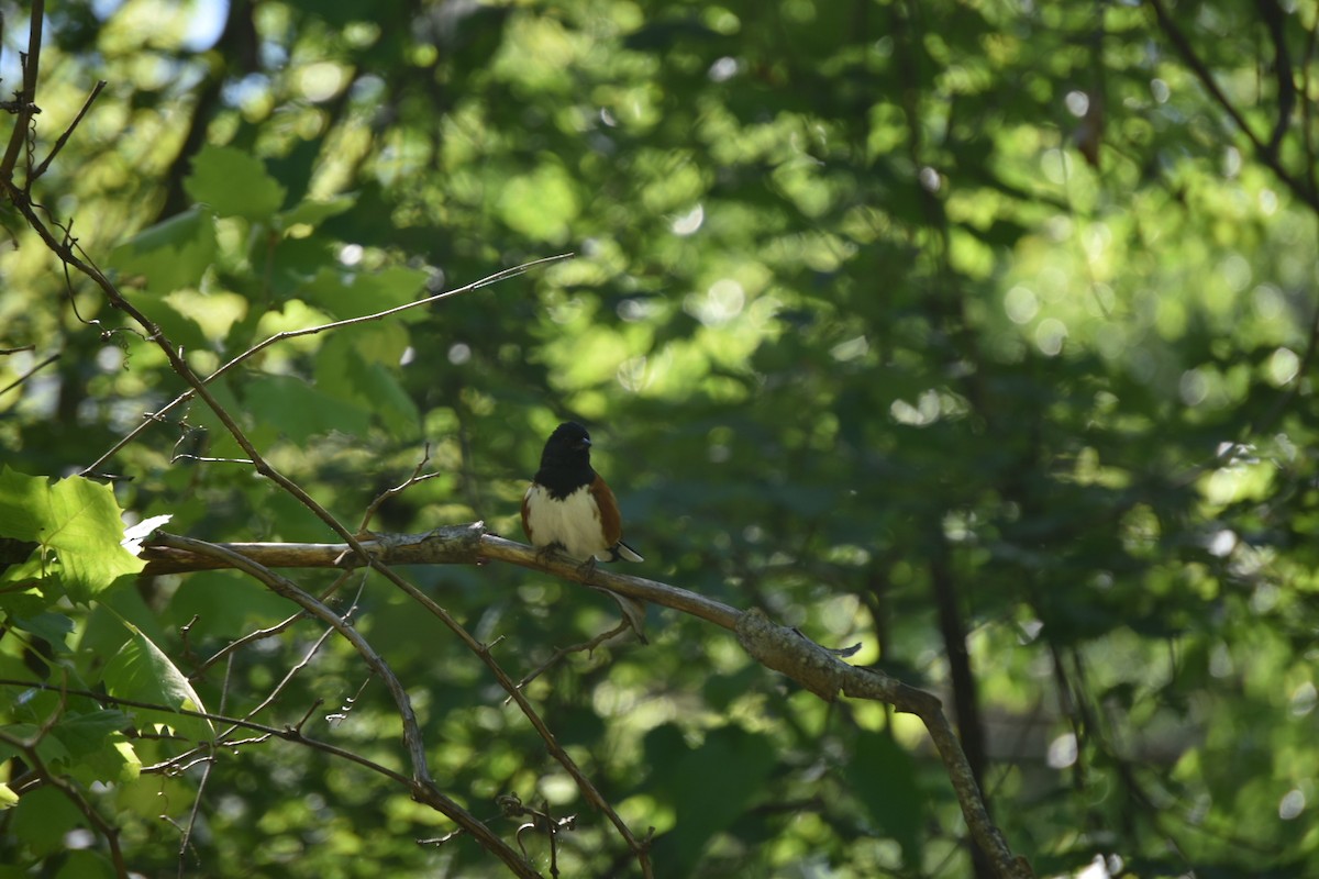 Eastern Towhee - ML229785911