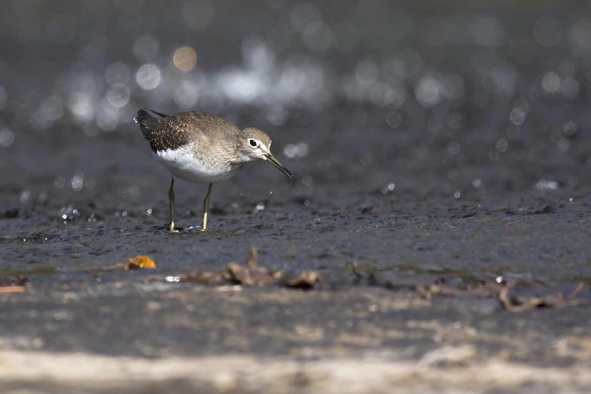 Solitary Sandpiper - Brent Young