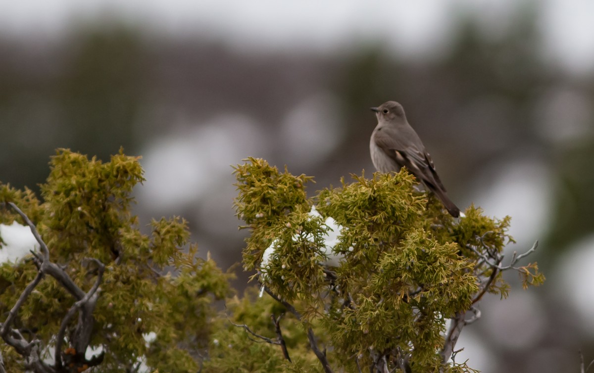 Townsend's Solitaire - Chris Jones