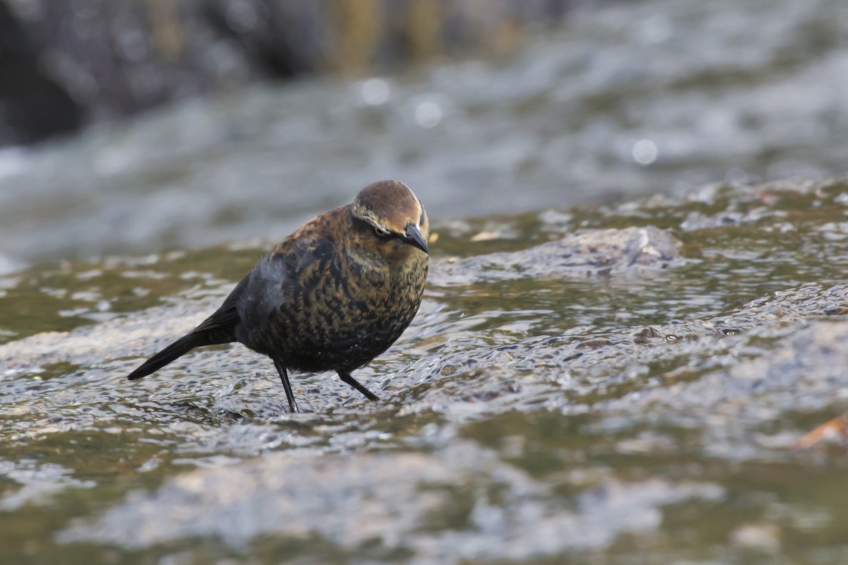 Rusty Blackbird - Brent Young