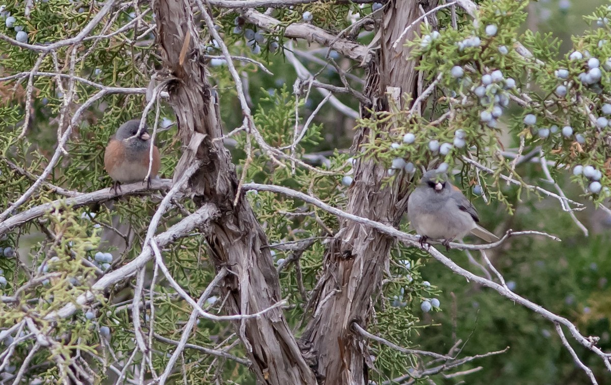 Junco Ojioscuro - ML229786491