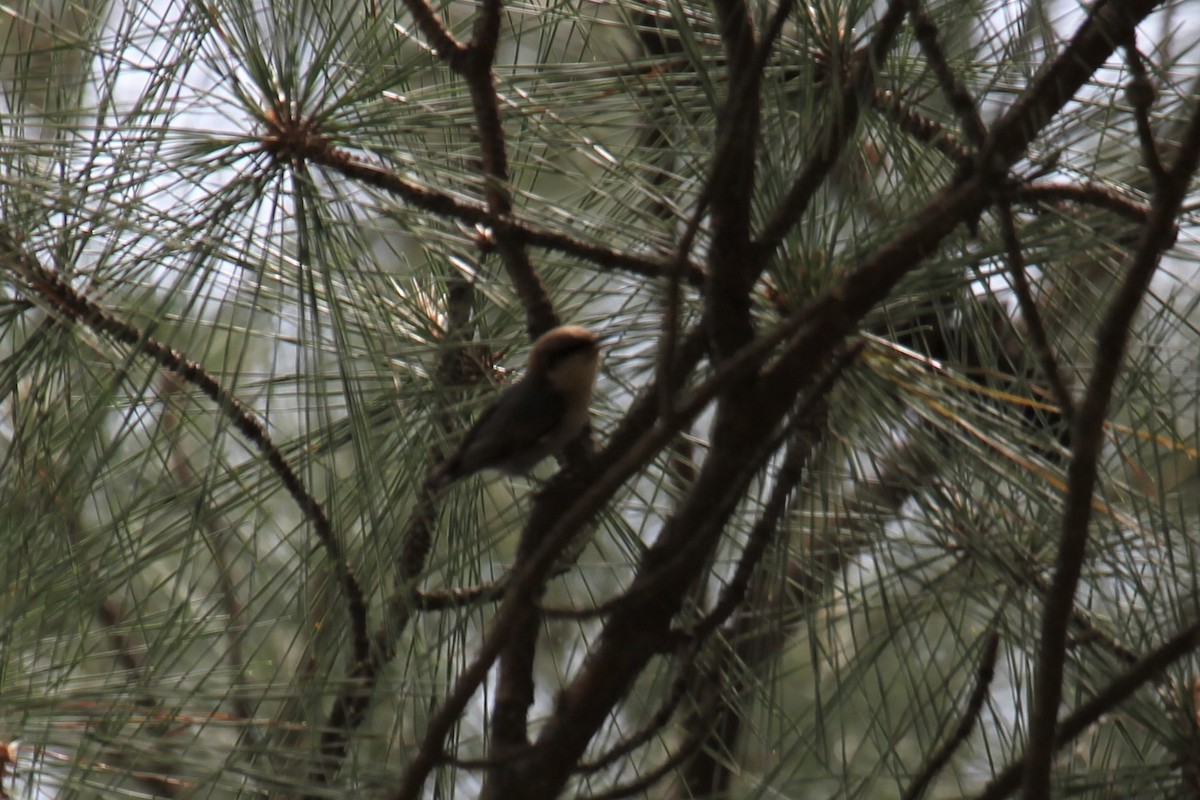 Brown-headed Nuthatch - ML229786721