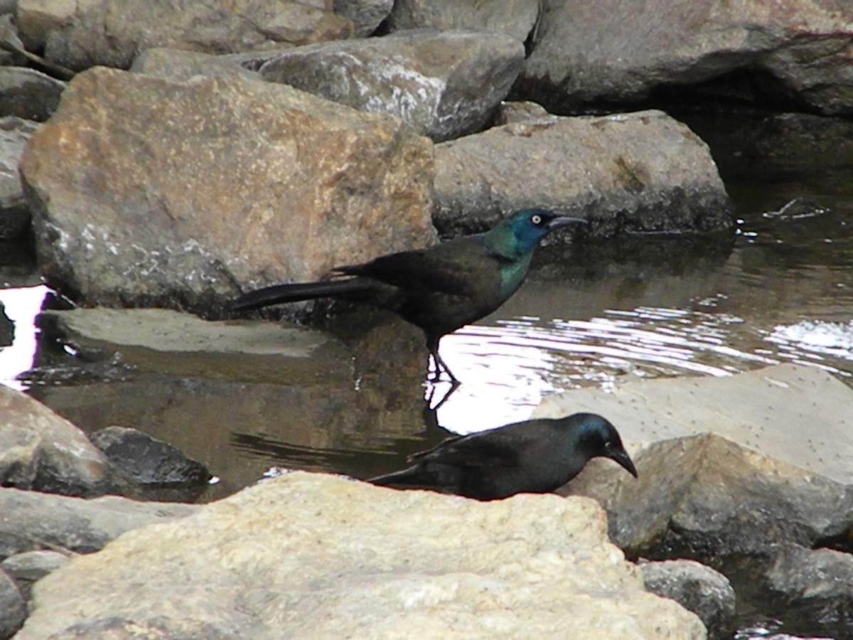 Common Grackle - ML229787421