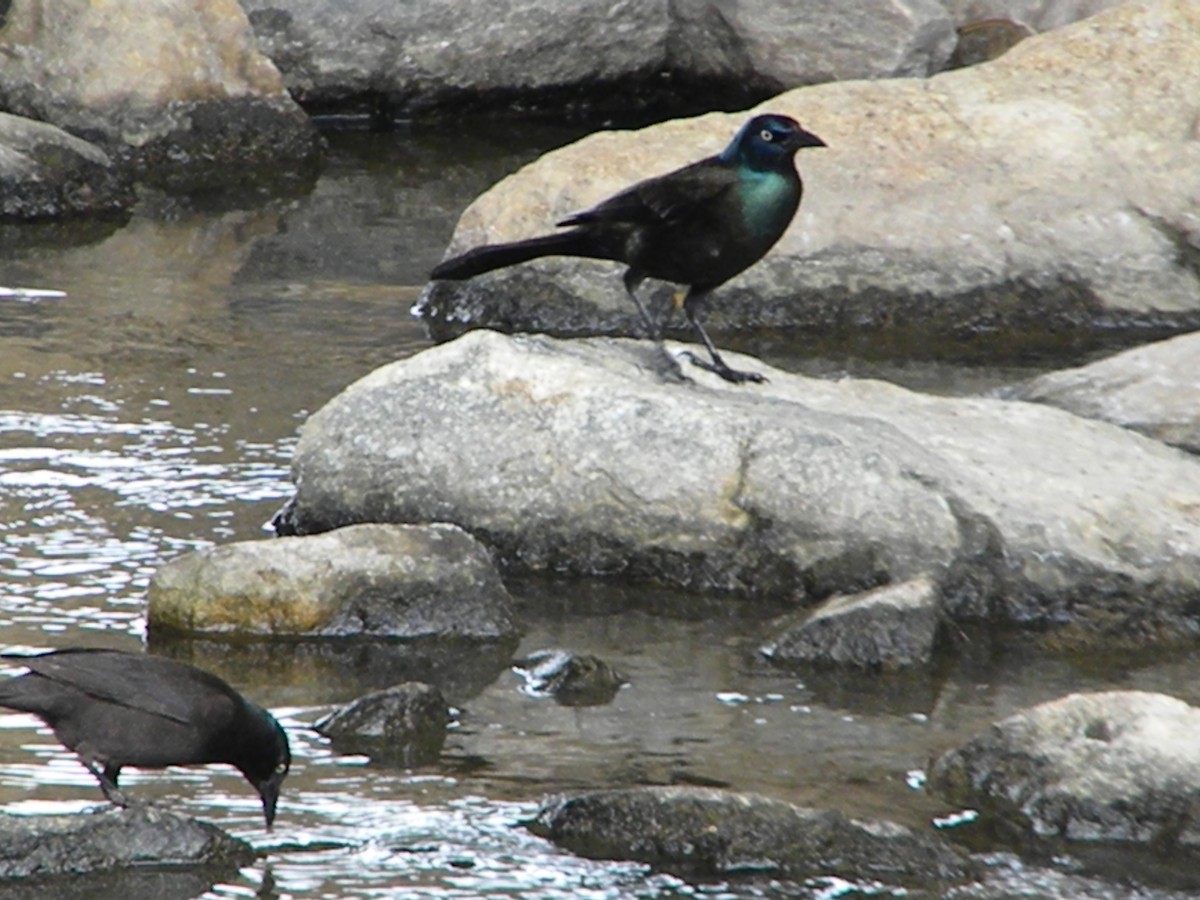 Common Grackle - Jeff Percell