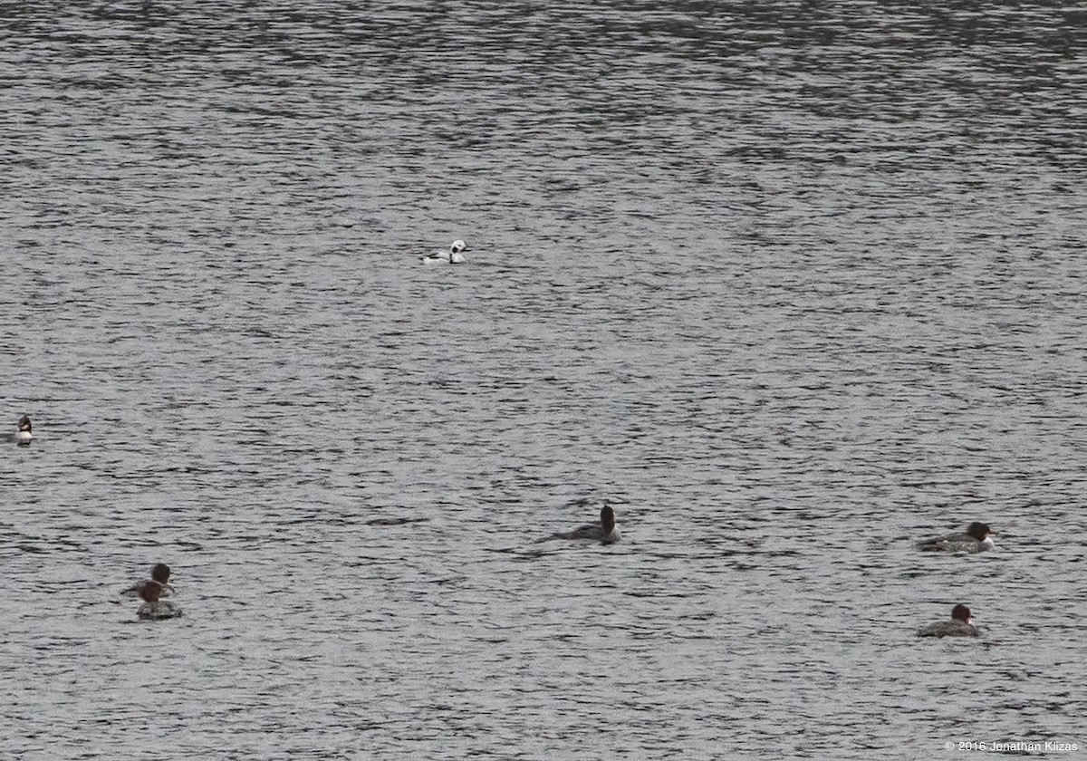 Long-tailed Duck - ML22978771