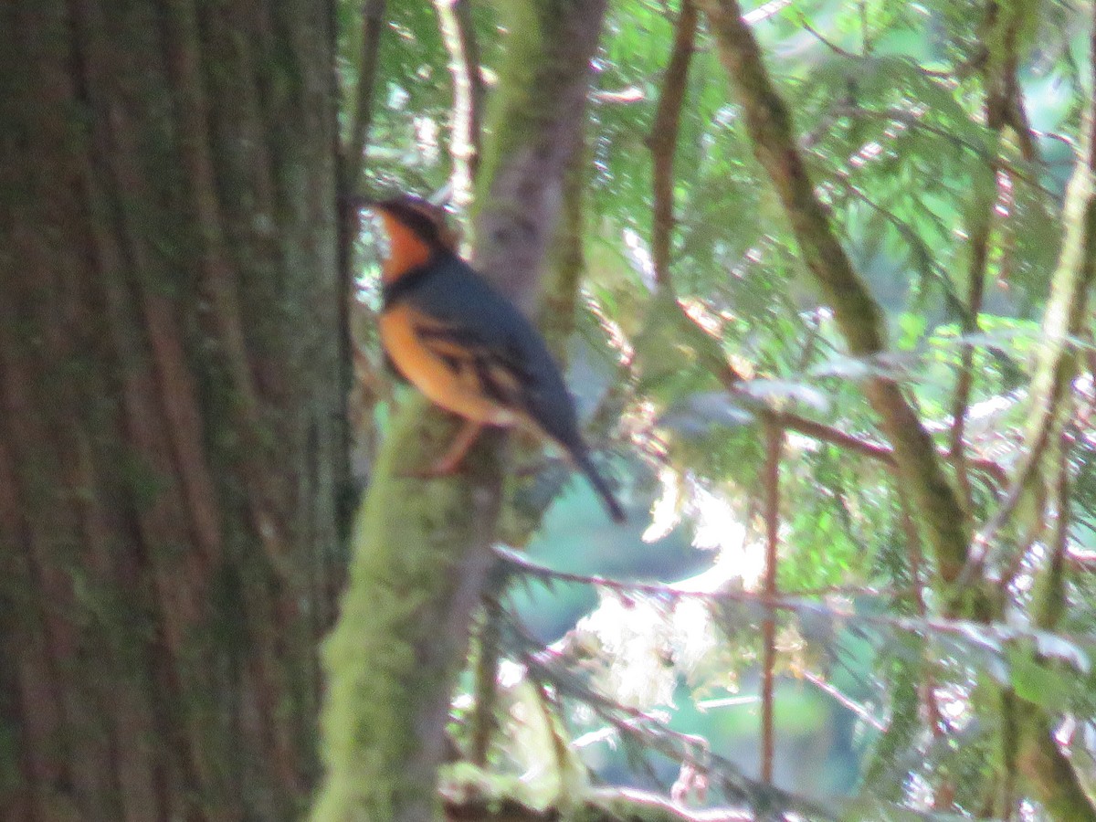 Varied Thrush - ML229788051