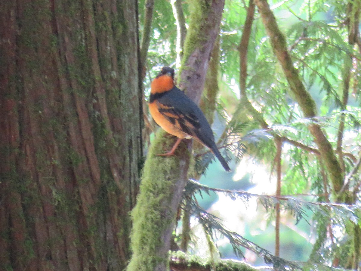 Varied Thrush - ML229788181