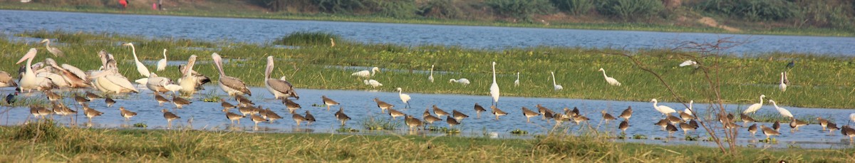 Gray-headed Lapwing - TheNatureTrust (GroupAccount)