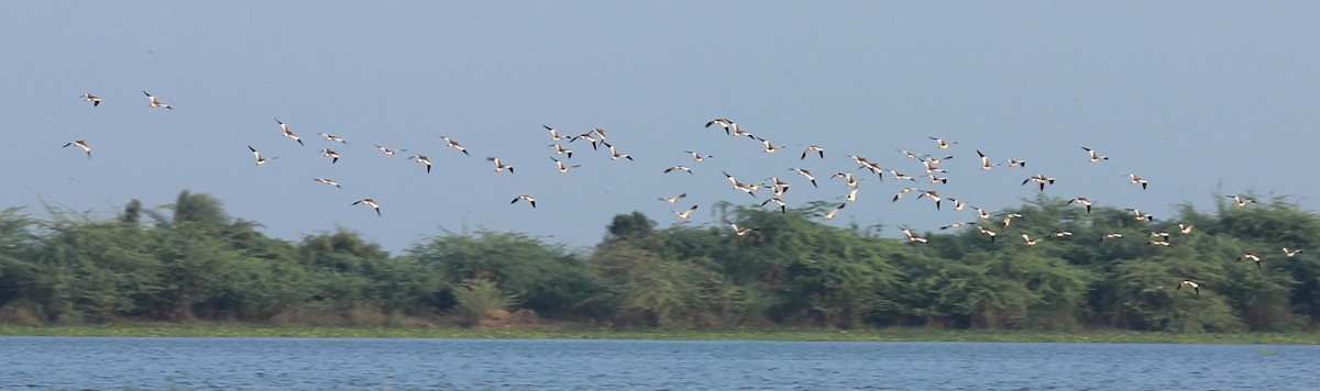 Gray-headed Lapwing - ML22978911