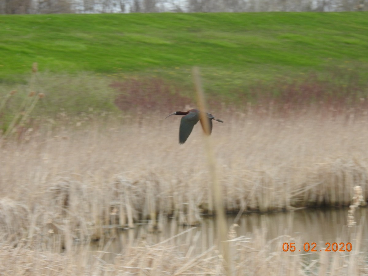 Glossy Ibis - Janet and James Sandefur