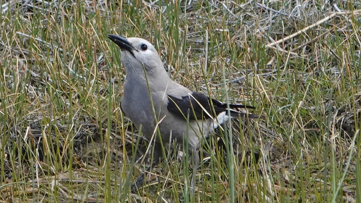 Clark's Nutcracker - ML229789881