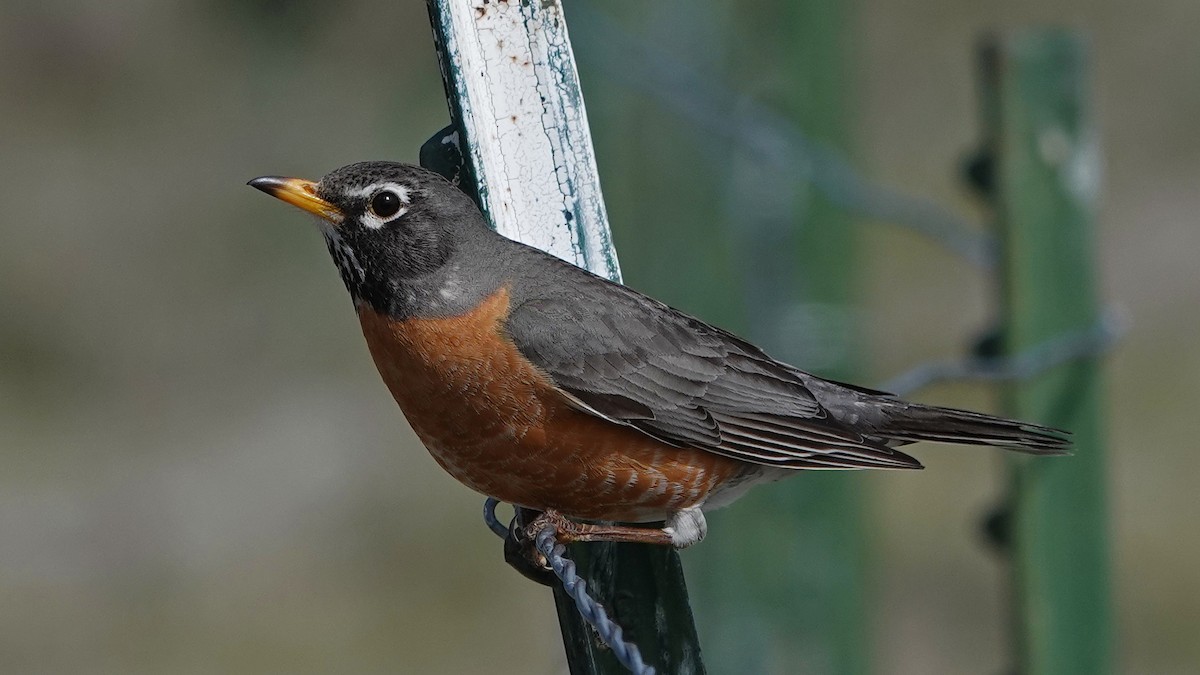 American Robin - ML229790041