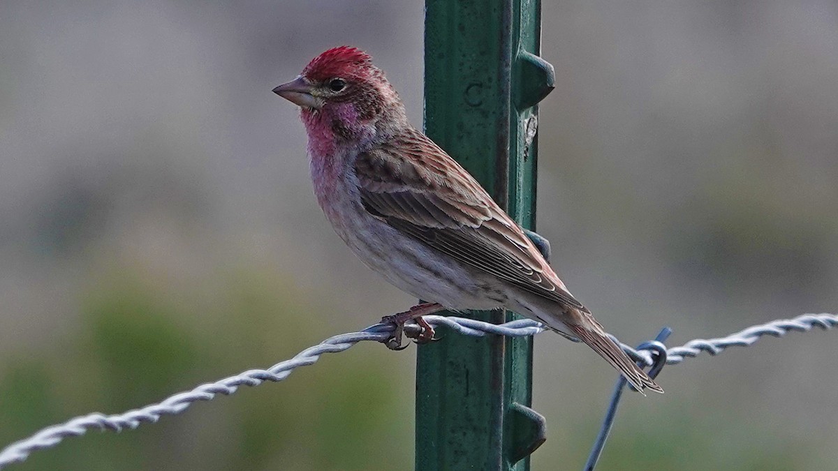 Cassin's Finch - ML229790111