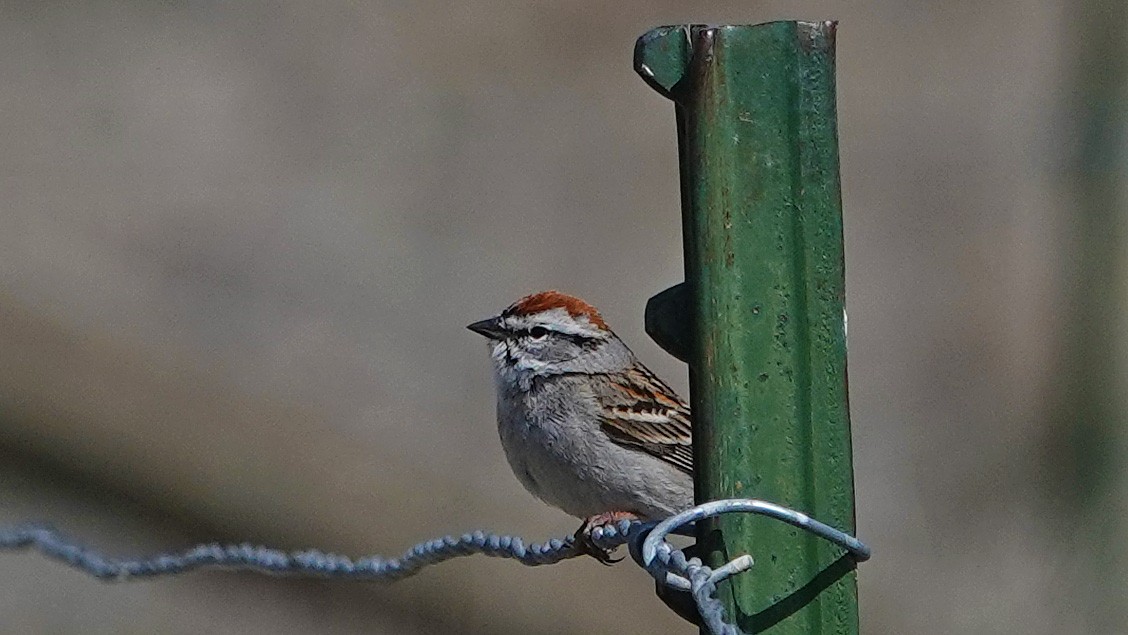 Chipping Sparrow - ML229790331