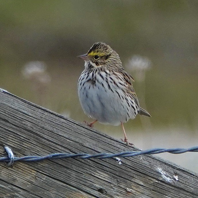 Savannah Sparrow - ML229790411