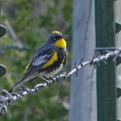 Yellow-rumped Warbler (Audubon's) - ML229790471