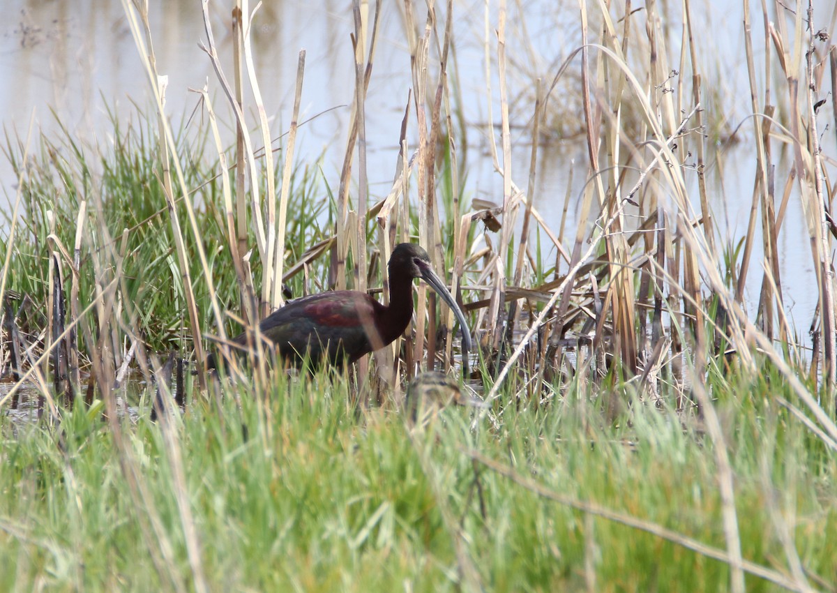 Ibis à face blanche - ML229793421