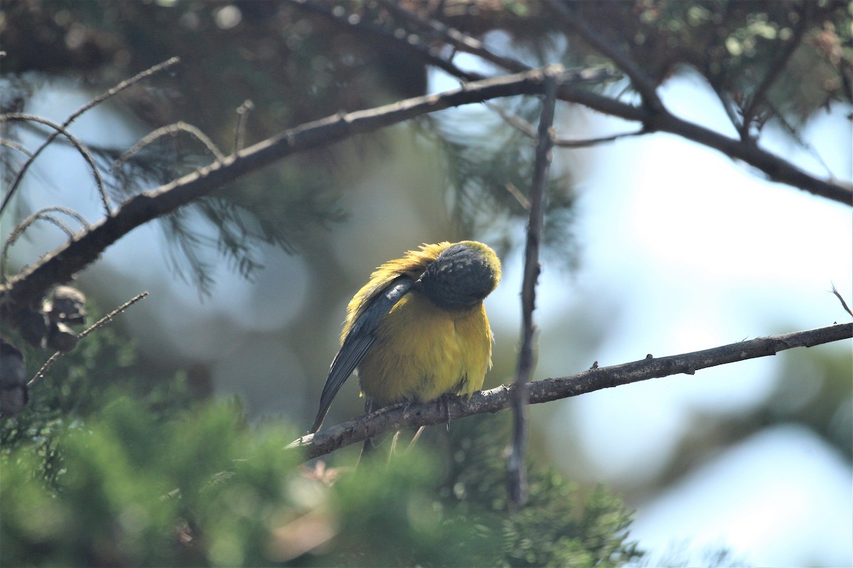 Gray-hooded Sierra Finch (minor) - ML229795281