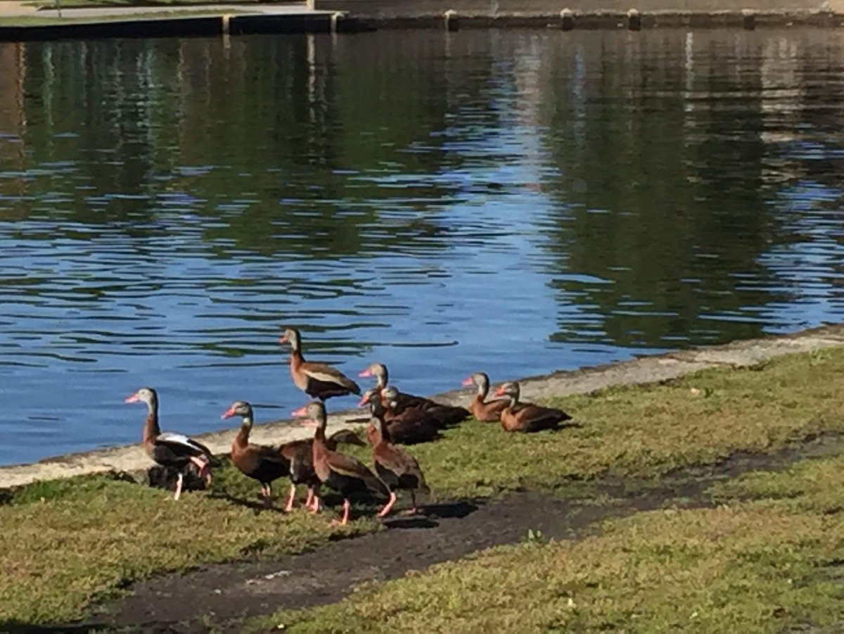 Black-bellied Whistling-Duck - ML229795631