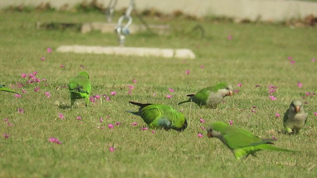 Nanday Parakeet - ML229795951