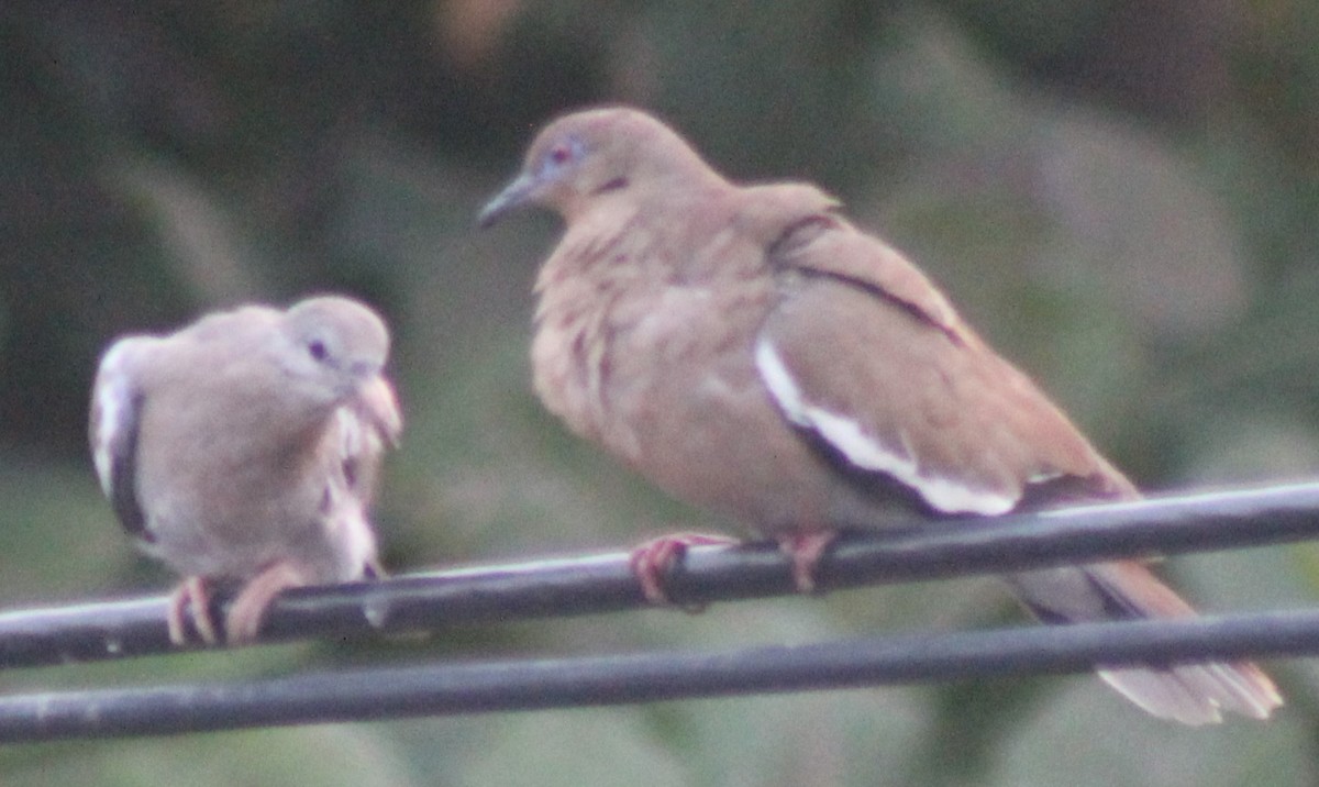 White-winged Dove - Nestor Herrera