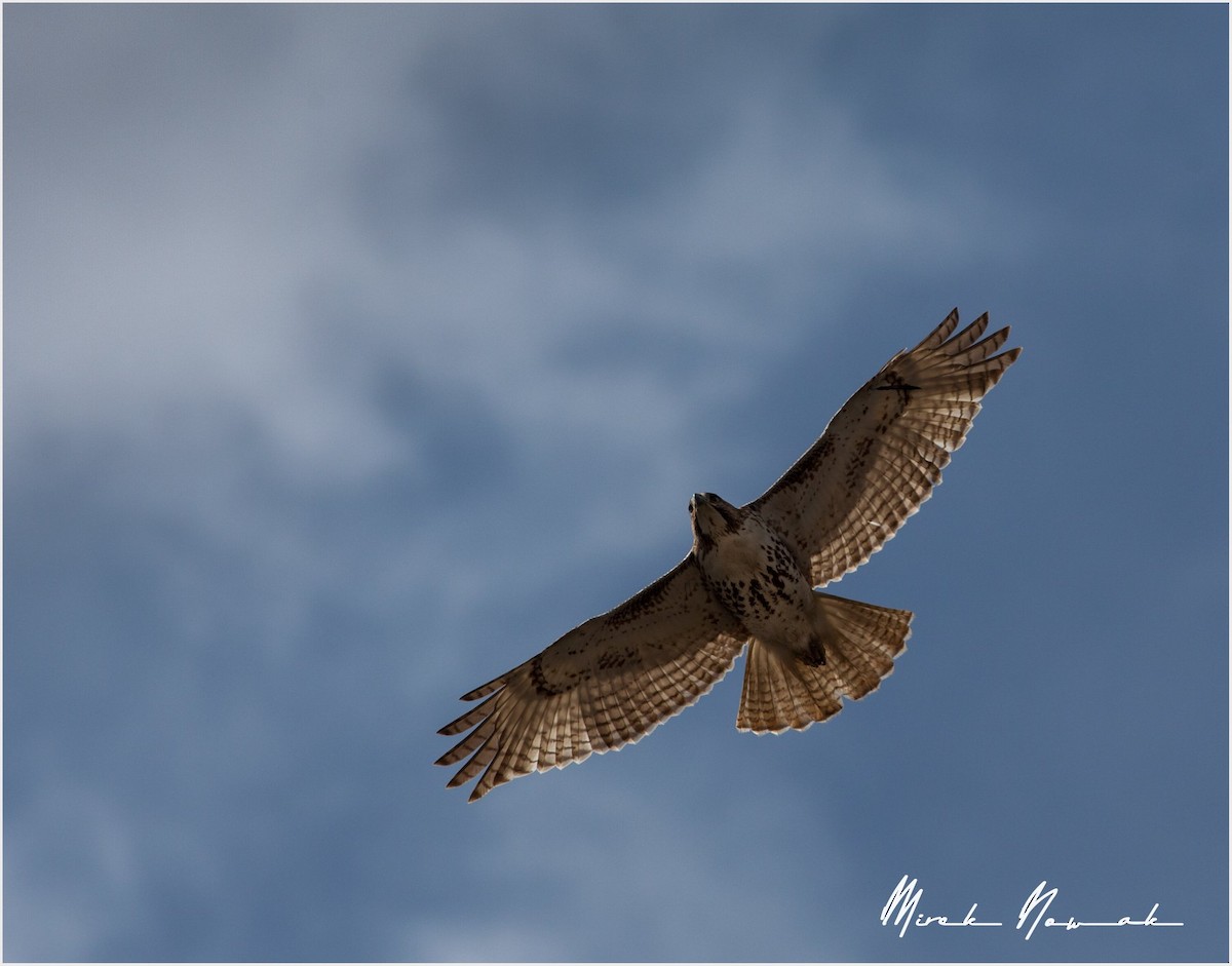 Red-tailed Hawk - ML229797551