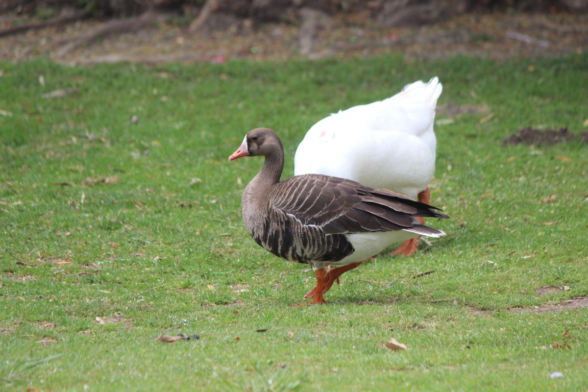 Greater White-fronted Goose - Steven Kurniawidjaja