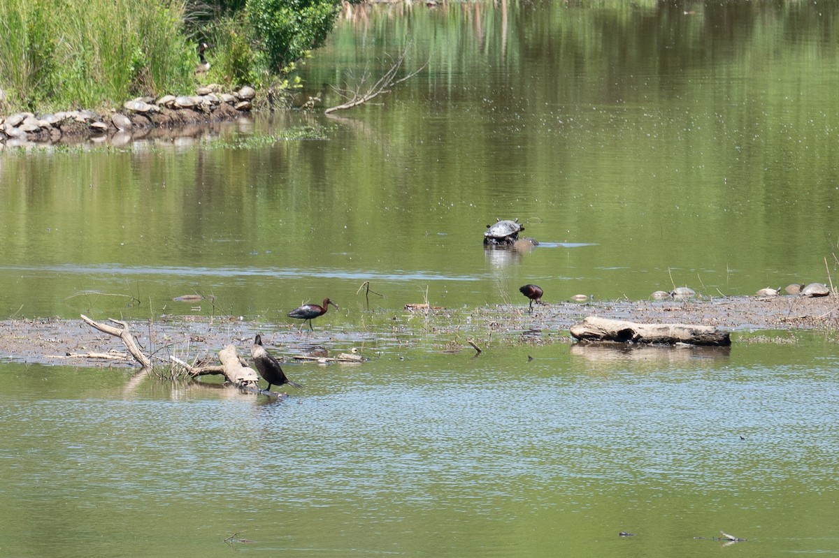 Glossy Ibis - ML229802231