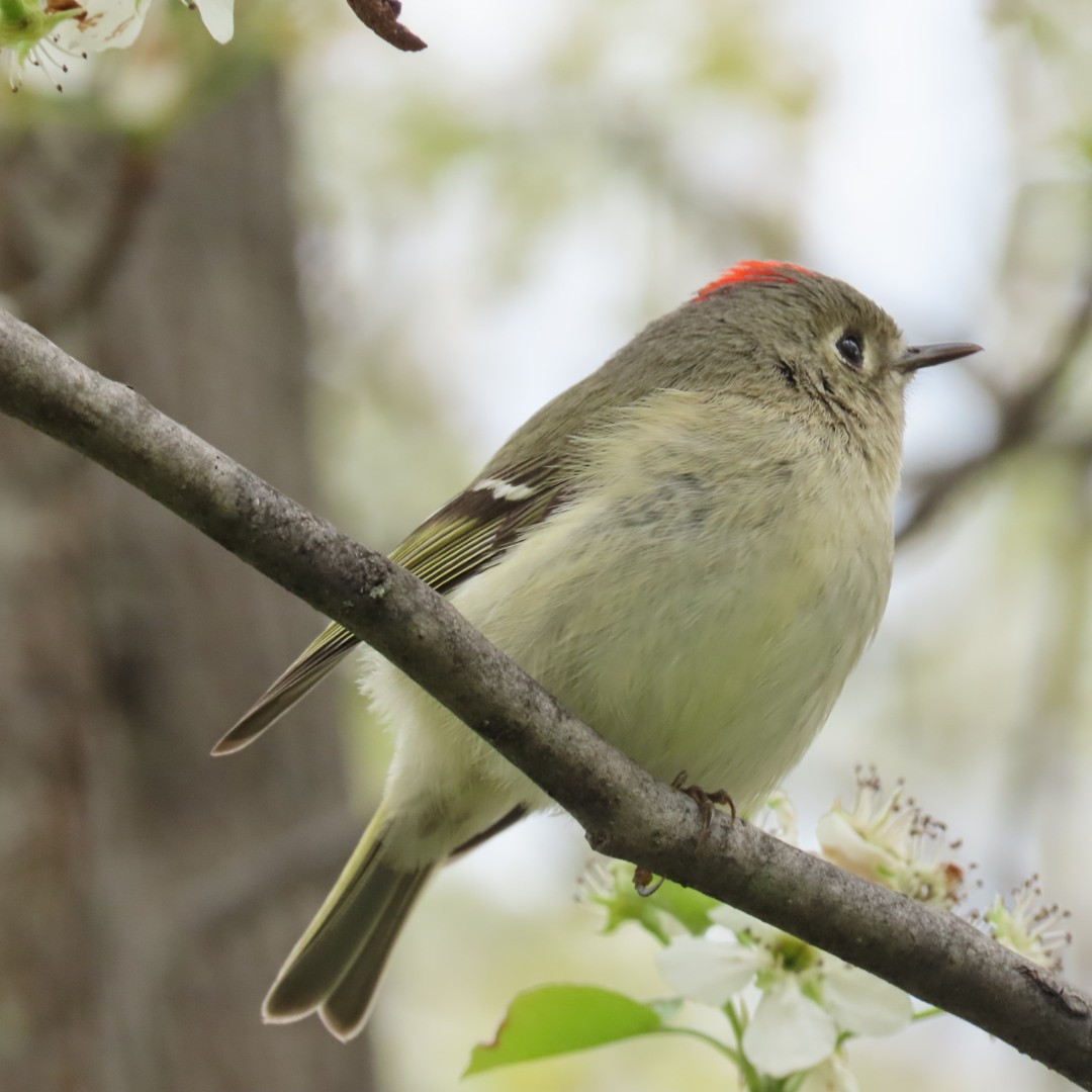 Ruby-crowned Kinglet - ML229802261