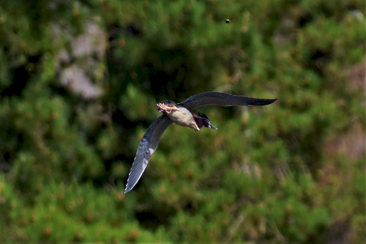 Green Heron - ML229802871