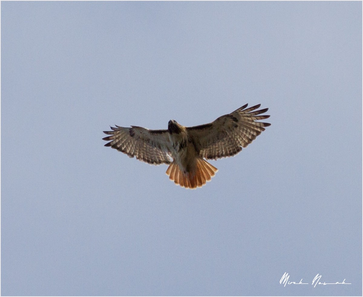 Red-tailed Hawk - ML229803761