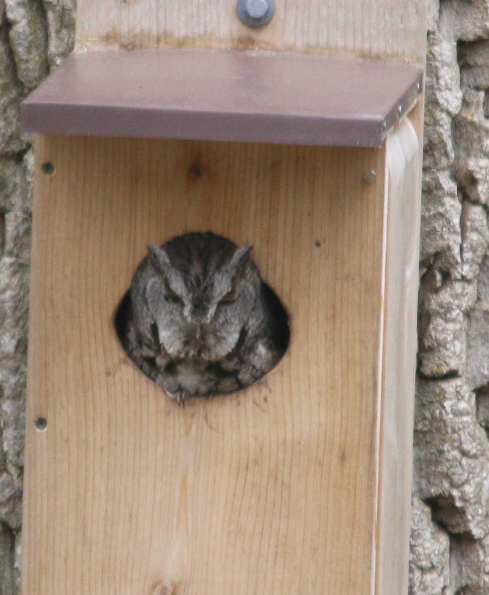 Eastern Screech-Owl - ML229803781