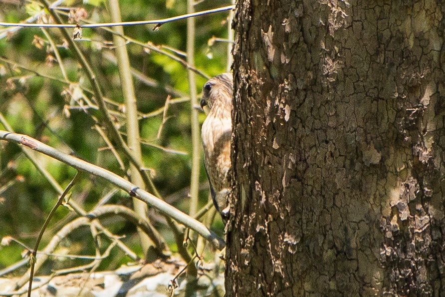 Red-shouldered Hawk - ML229805681