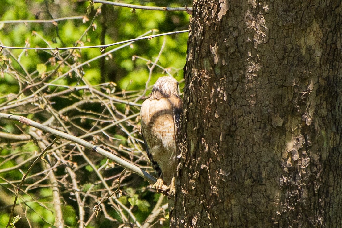 Red-shouldered Hawk - Carl Burdick