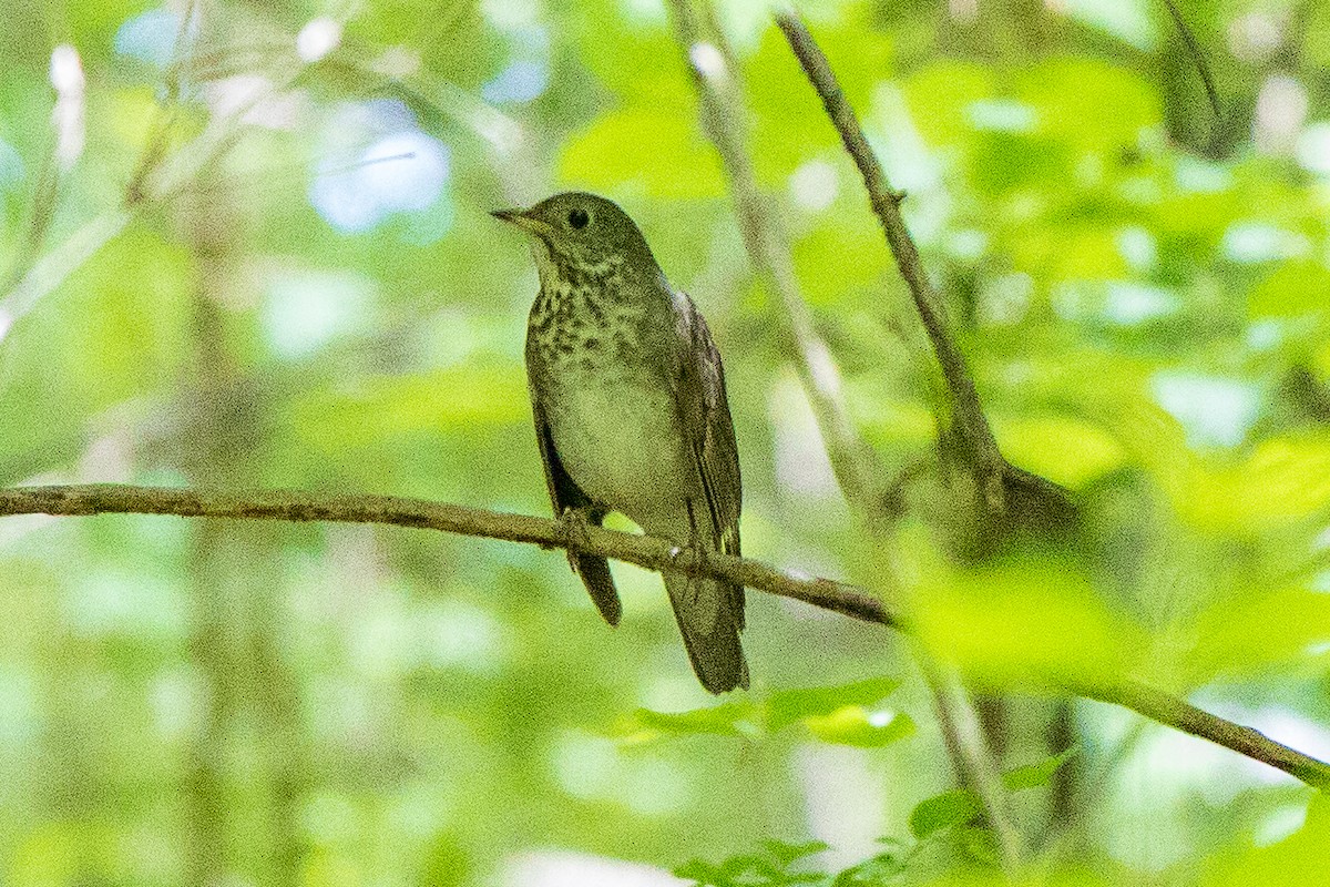 Gray-cheeked Thrush - ML229806301