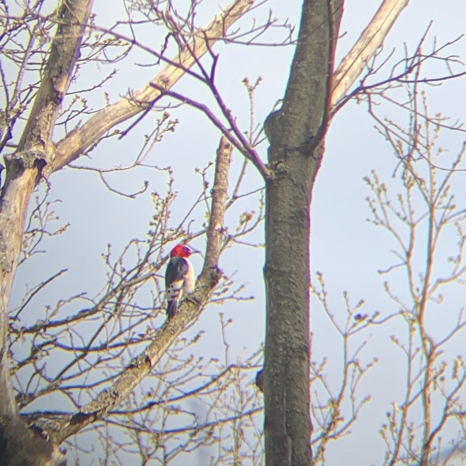 Red-headed Woodpecker - ML229806531