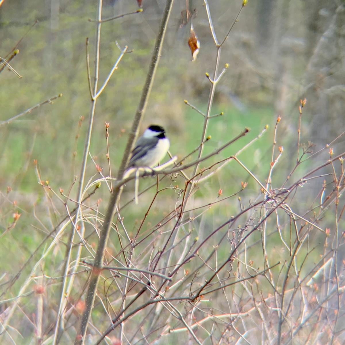 Mésange à tête noire - ML229806631