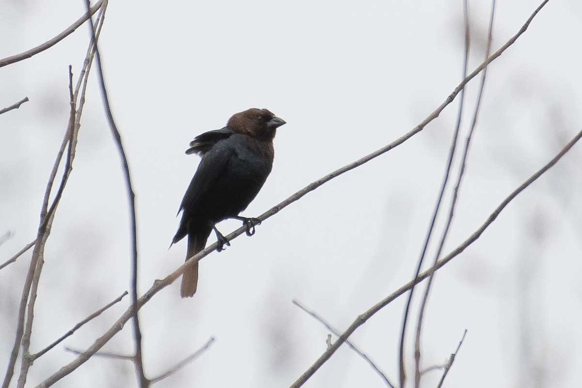 Brown-headed Cowbird - ML229807181