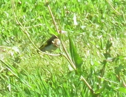 European Goldfinch - ML229808021