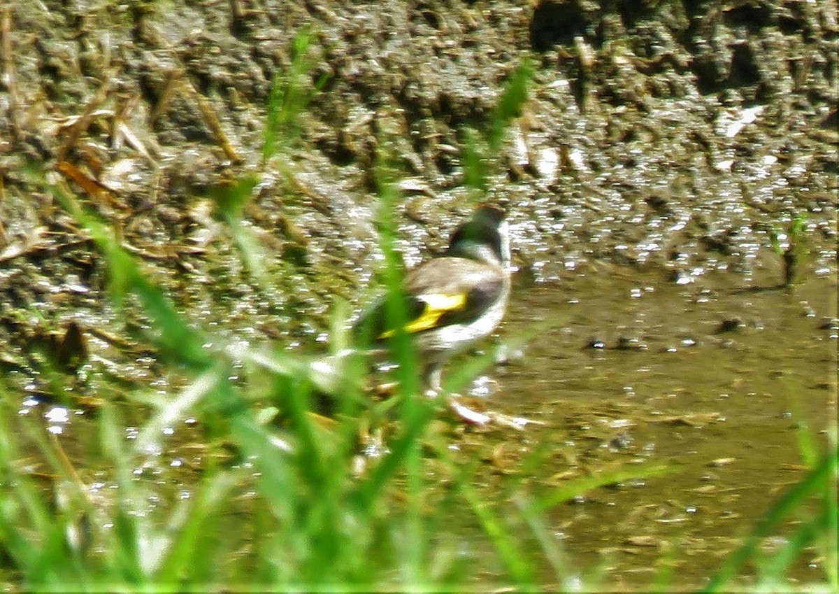 European Goldfinch - ML229808881