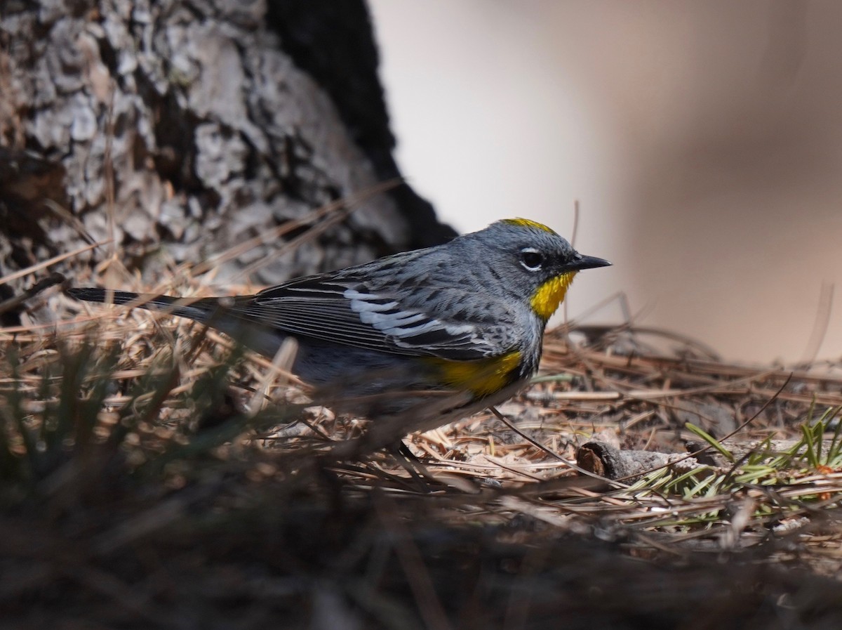 Yellow-rumped Warbler - ML229809551