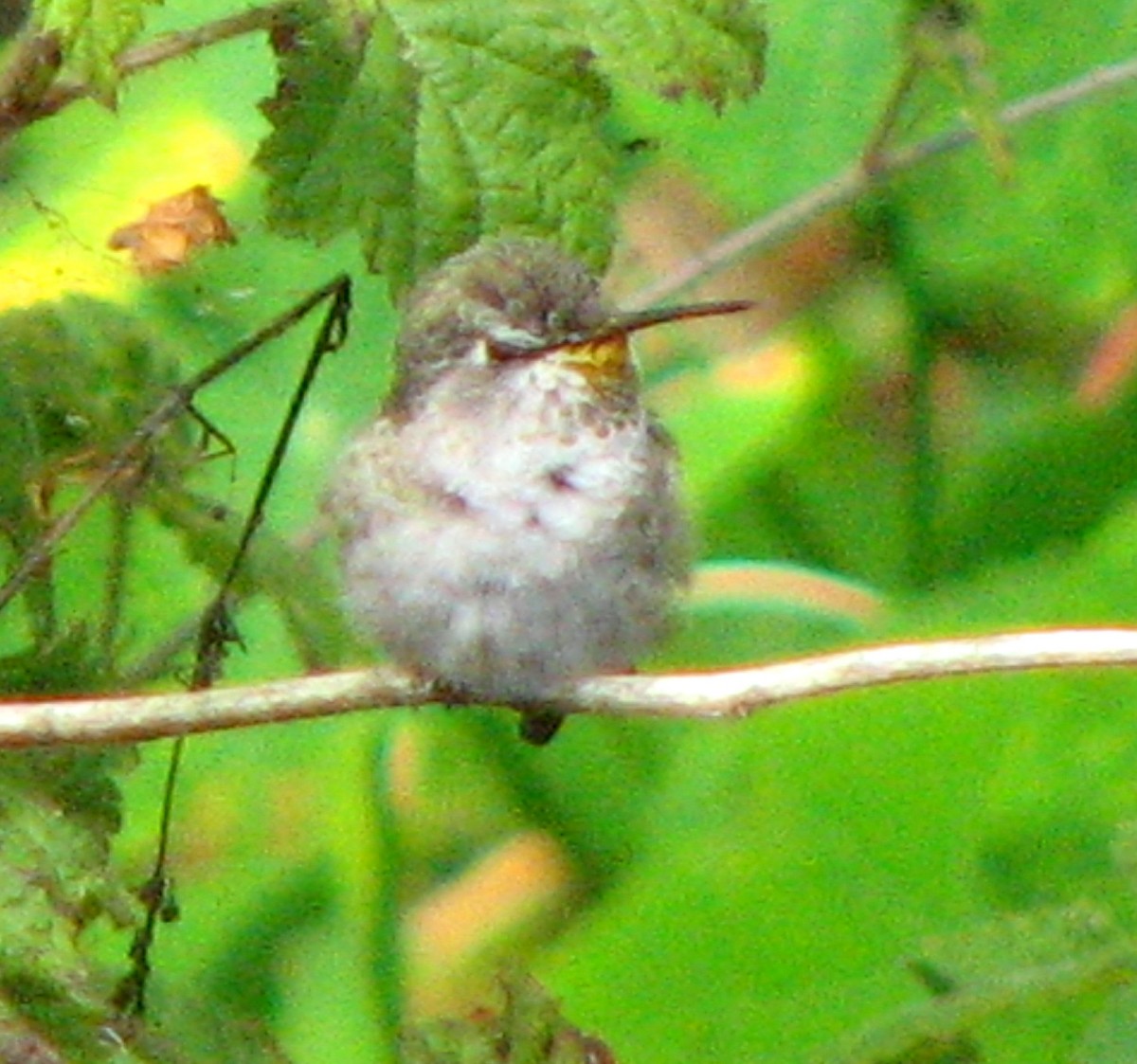 Costa's Hummingbird - ML22981171