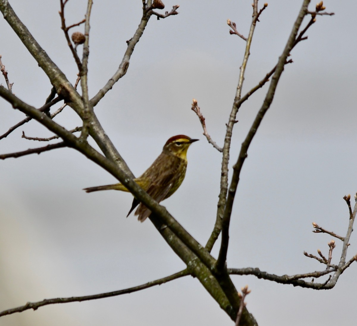 Palm Warbler - Moira Maus