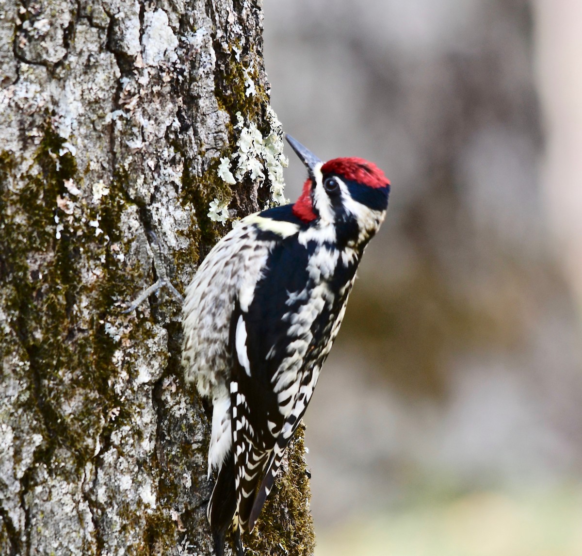 Yellow-bellied Sapsucker - ML229813411