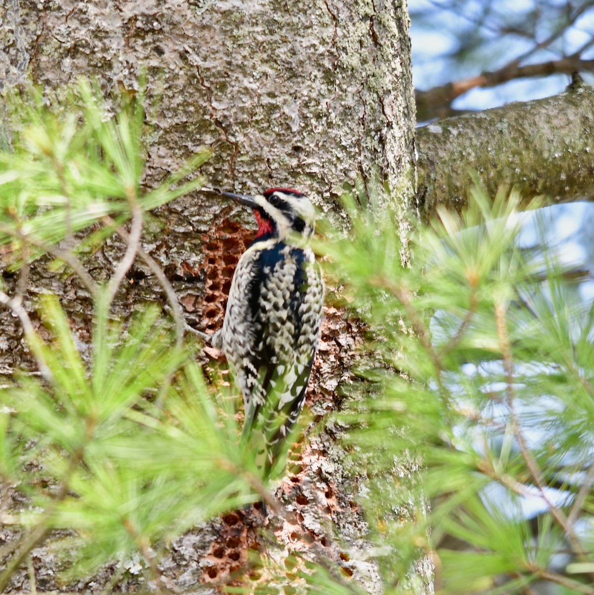 Yellow-bellied Sapsucker - Moira Maus